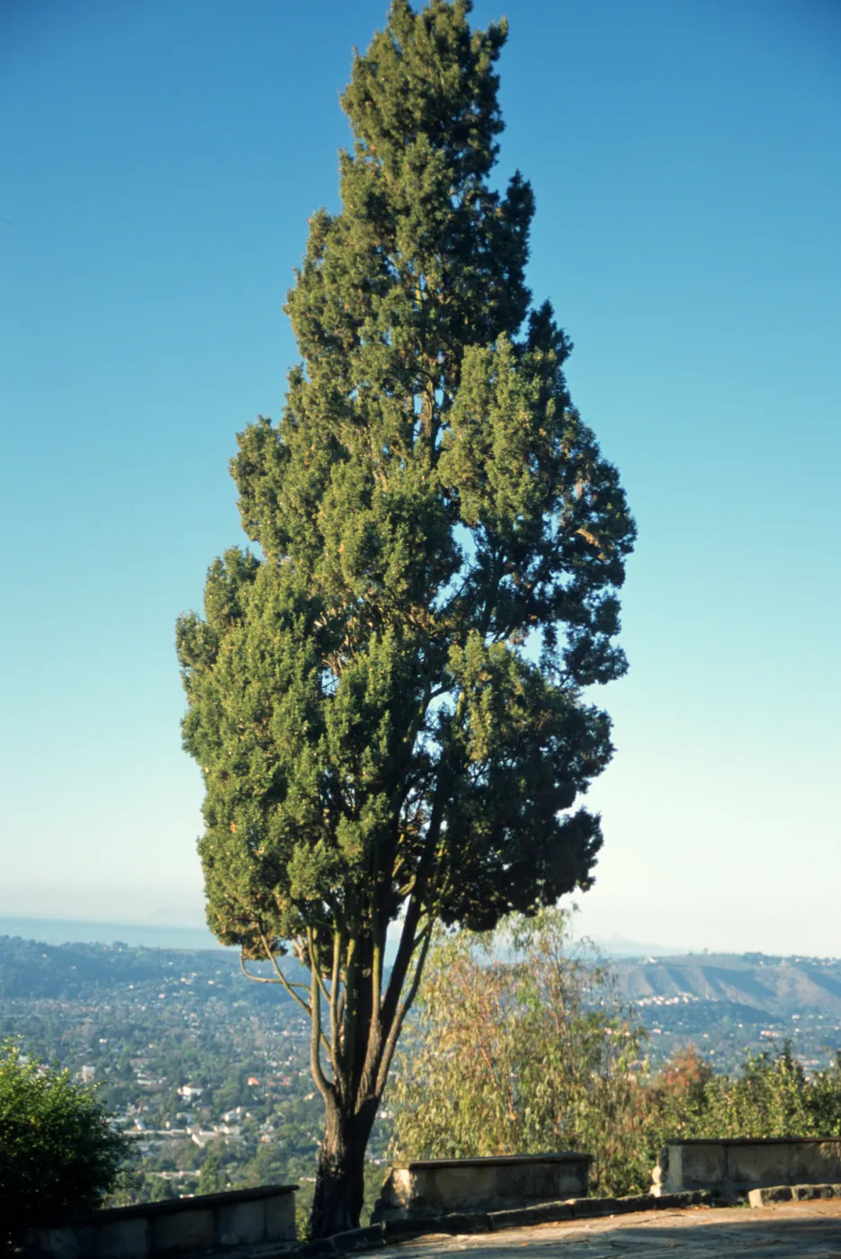Cupressus sempervirens