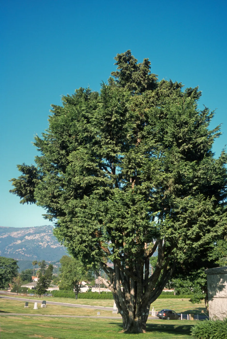 X Cuprocyparis leylandii