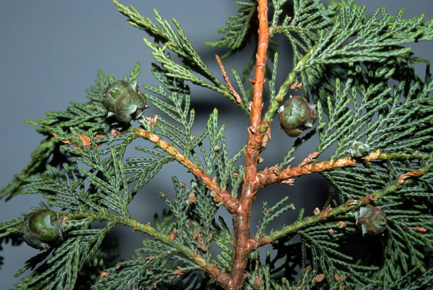 X Cuprocyparis leylandii