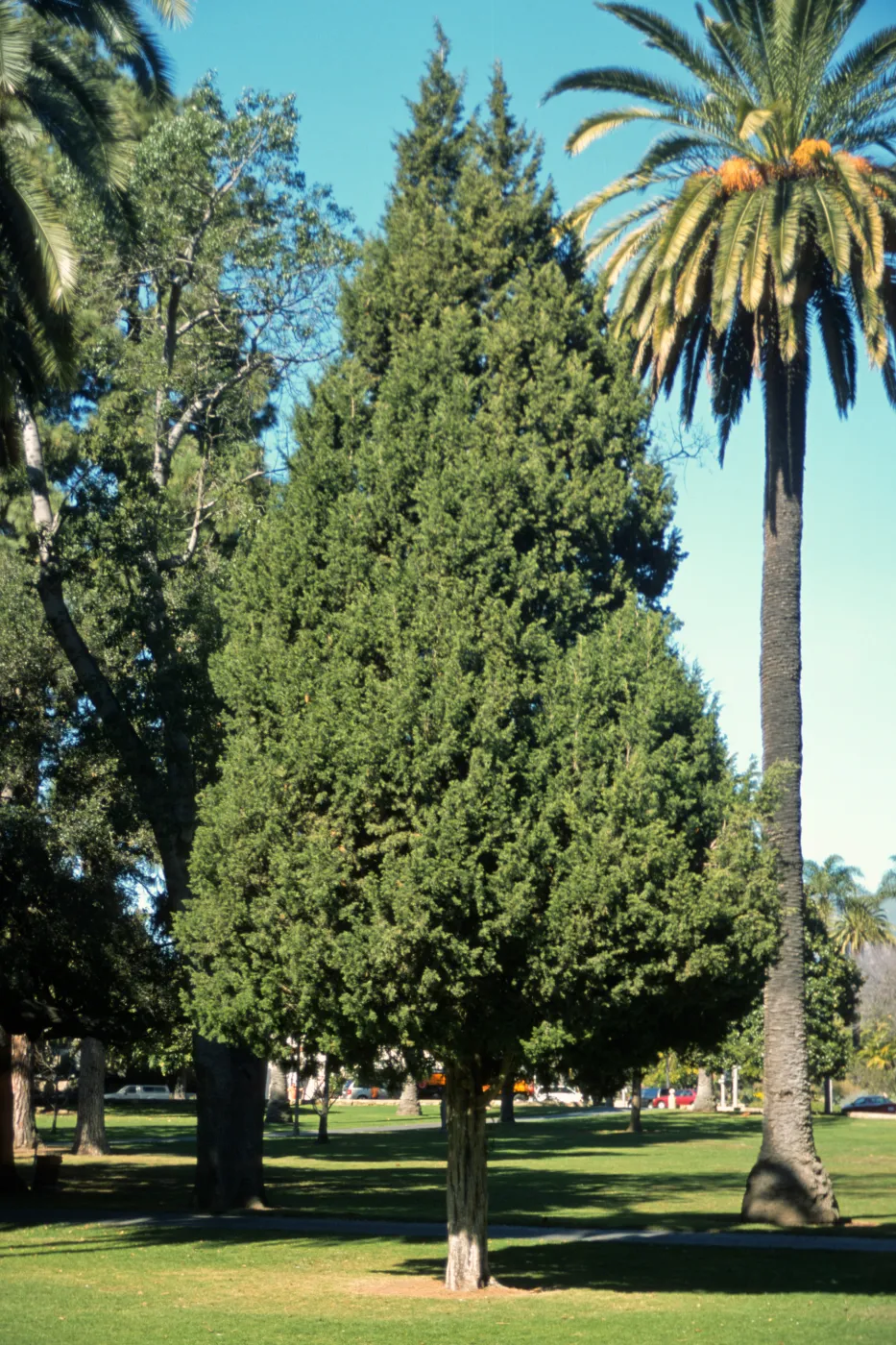 Juniperus chinensis