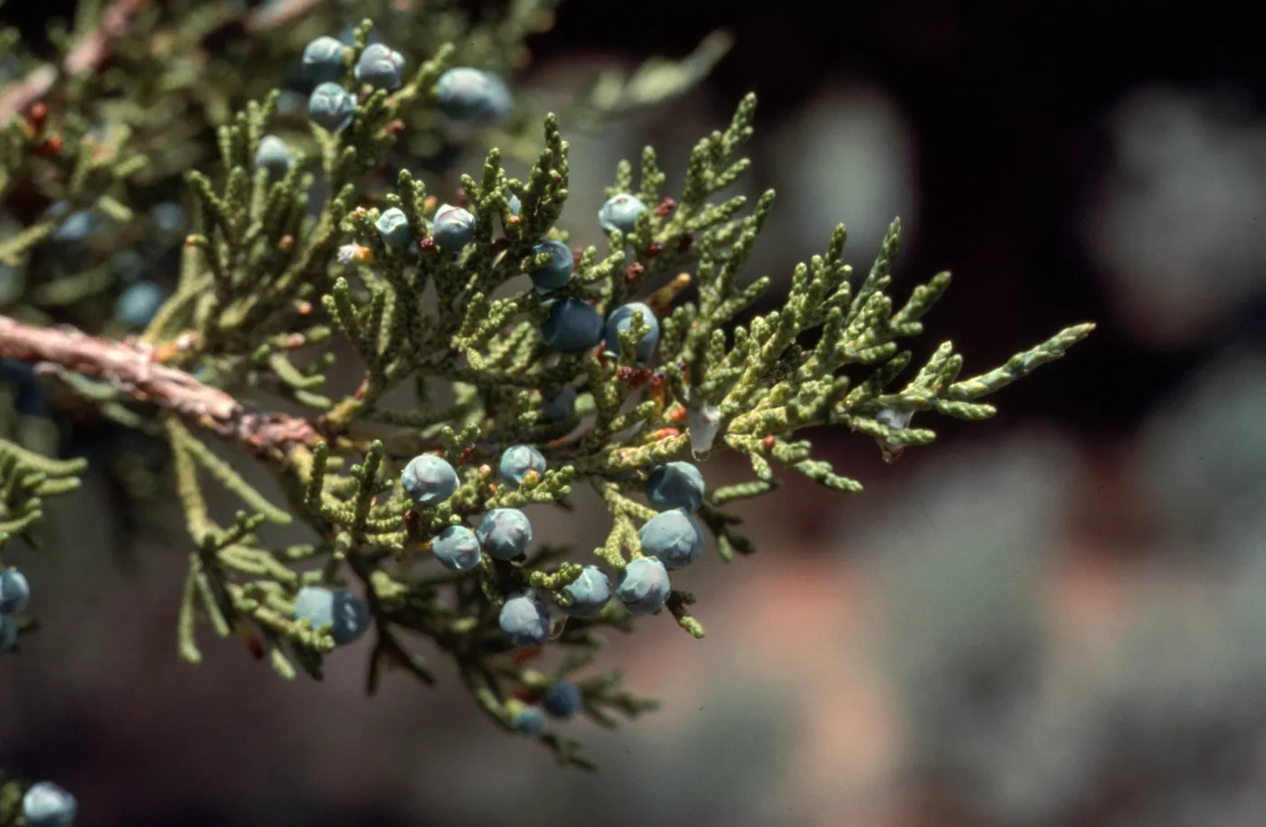 Juniperus occidentalis
