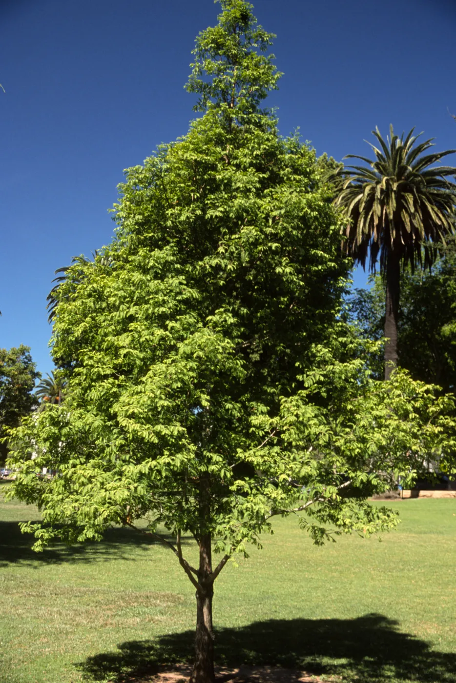 Metasequoia glyptostroboides