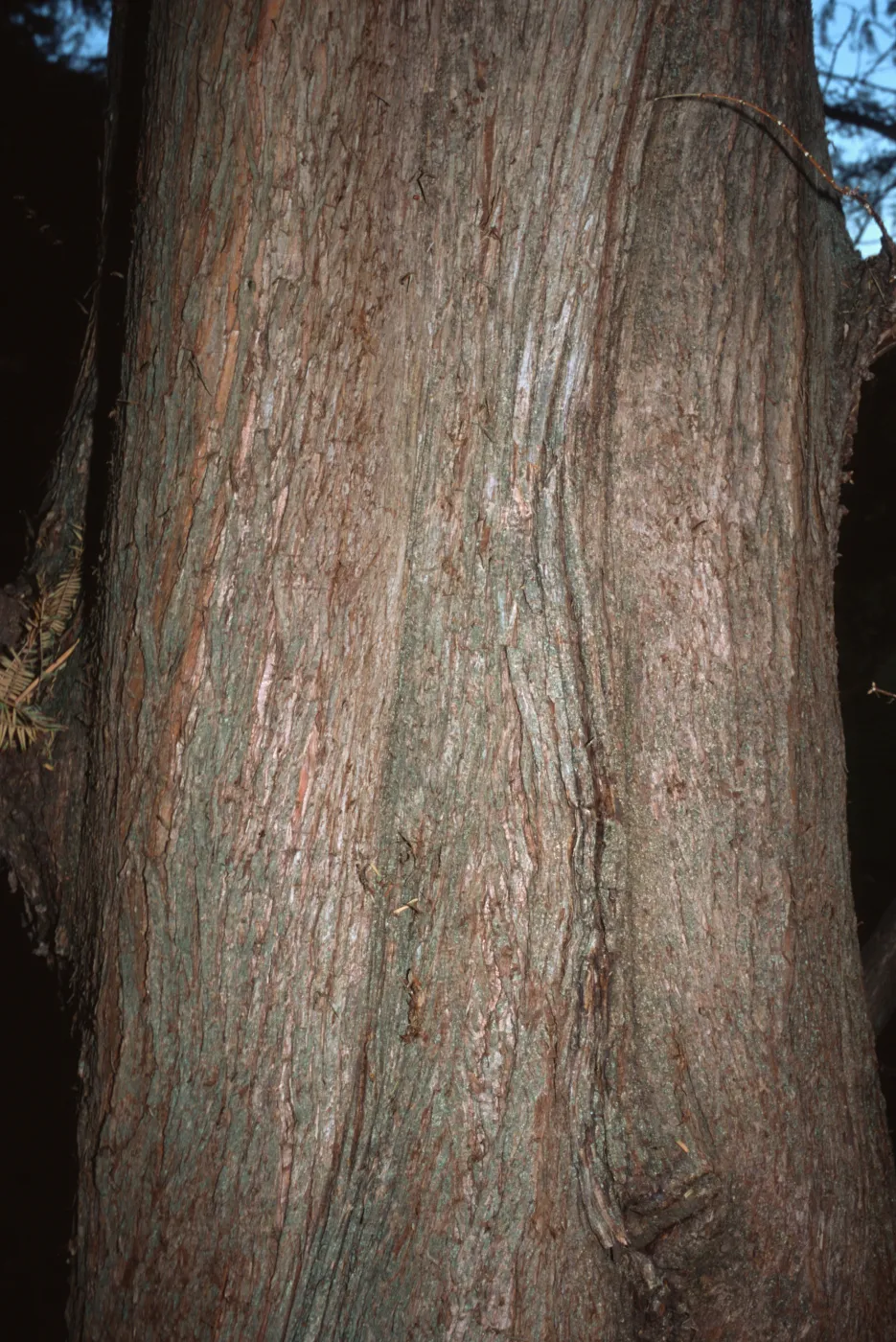 Metasequoia glyptostroboides
