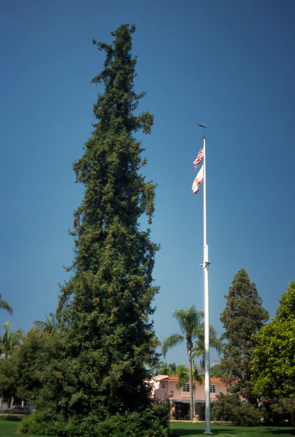 Trees of Santa Barbara 2005