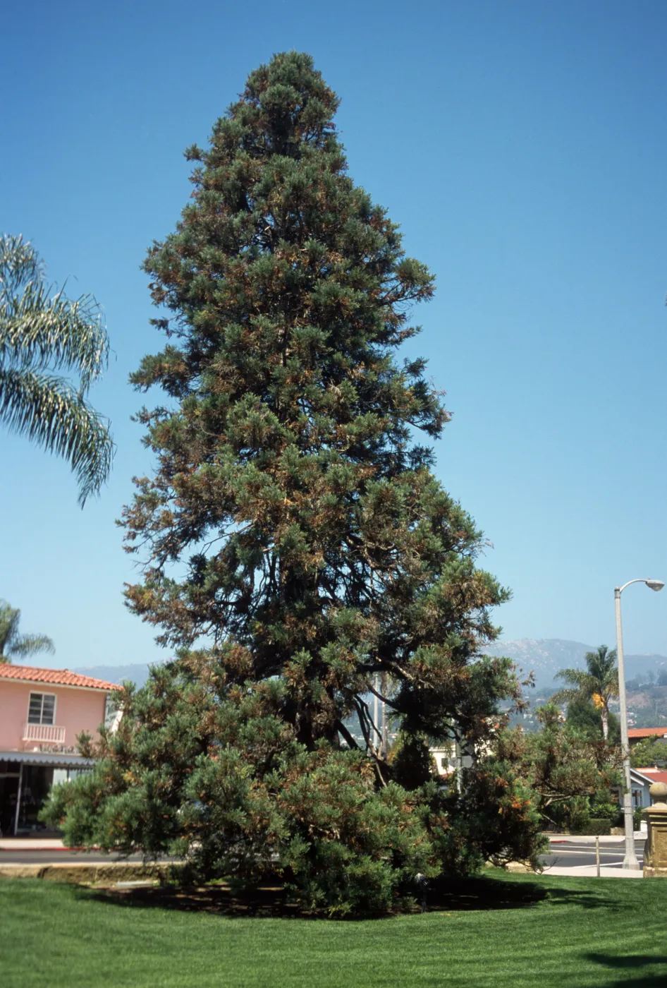 Sequoiadendron giganteum