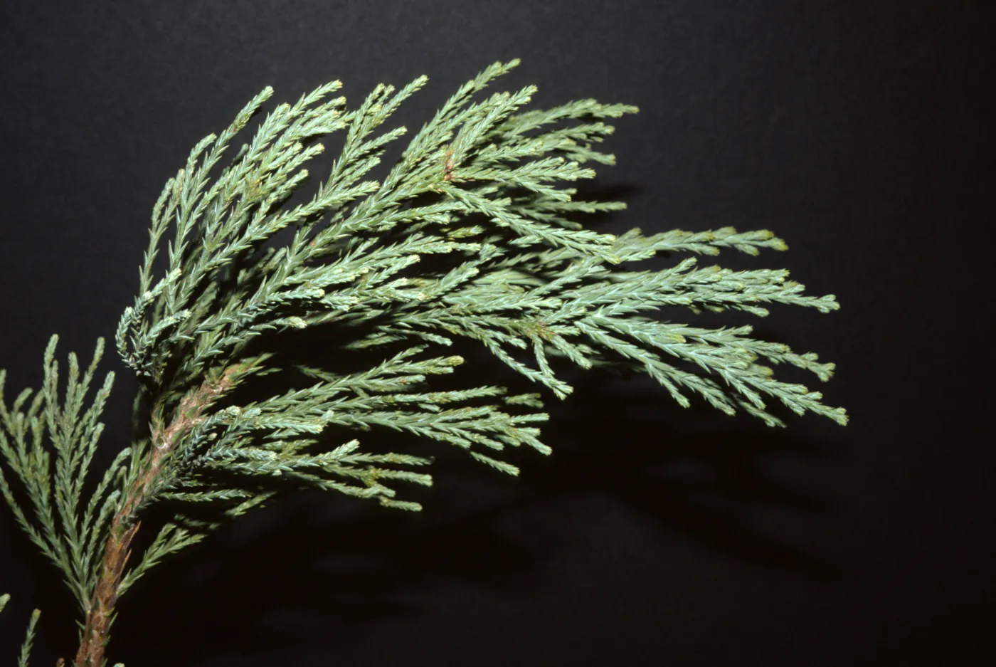 Sequoiadendron giganteum