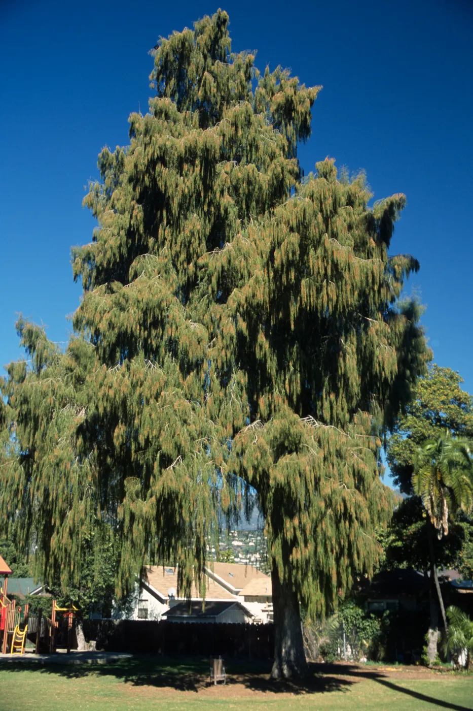 Taxodium mucronatum