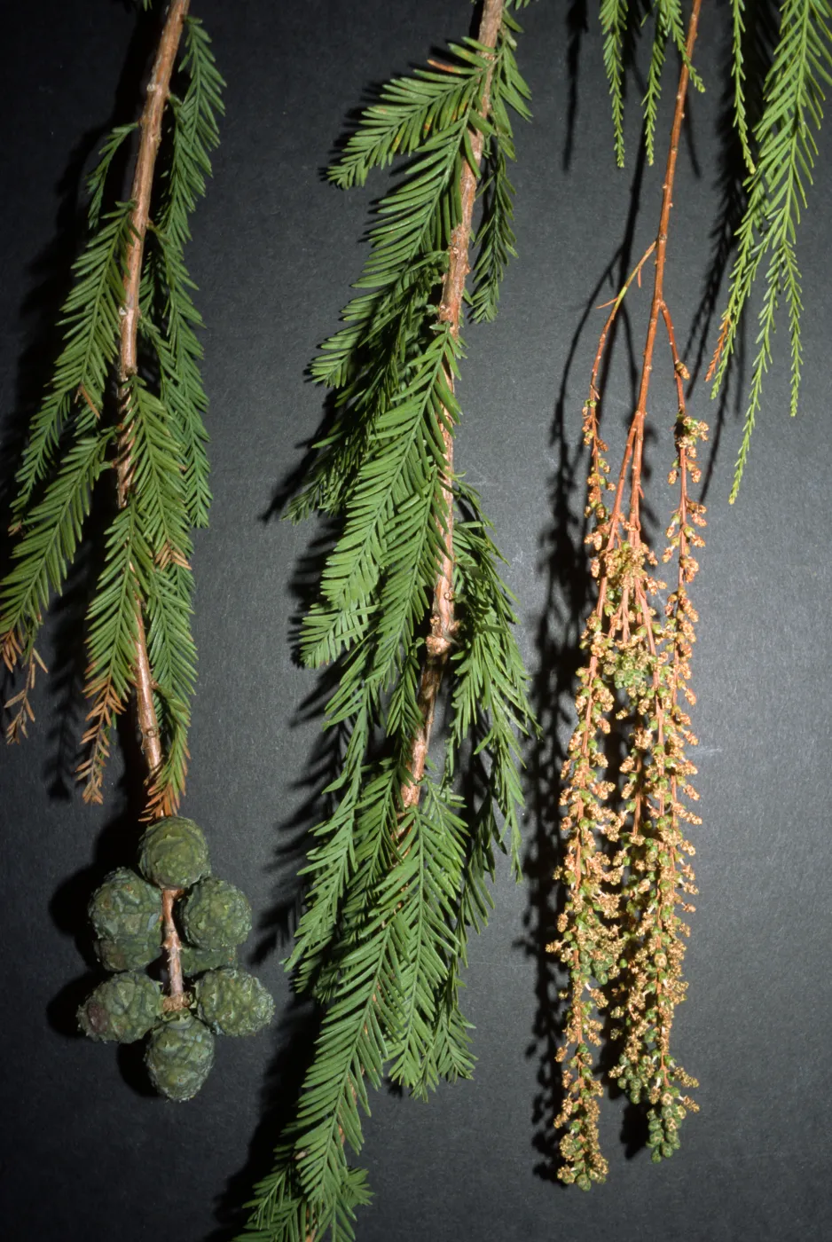 Taxodium mucronatum