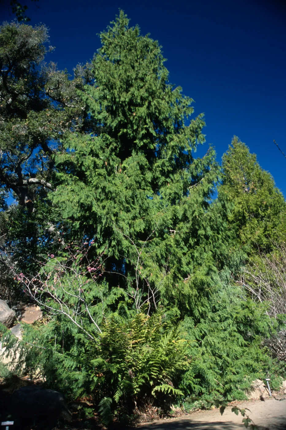 Thuja plicata