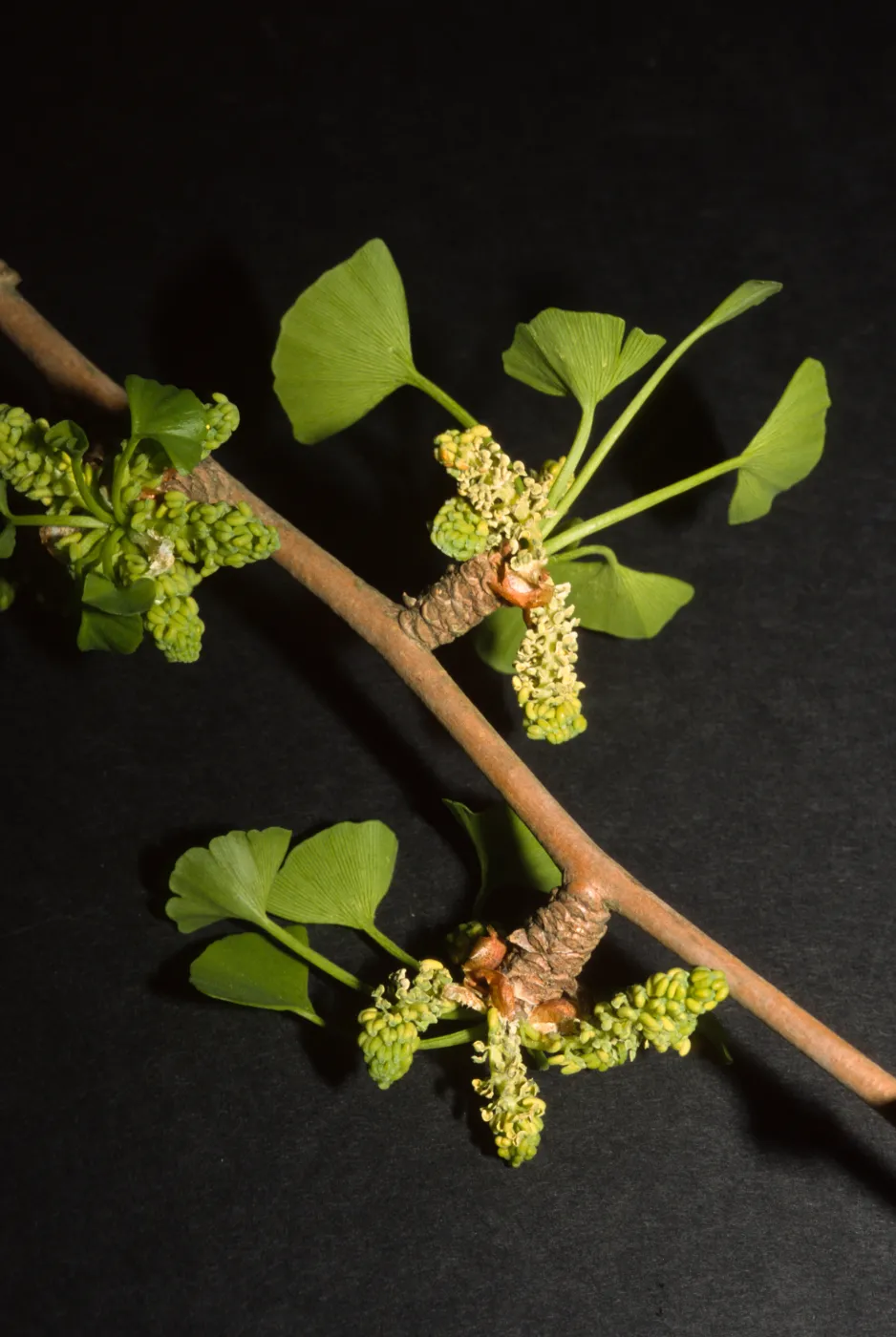 Gingko biloba