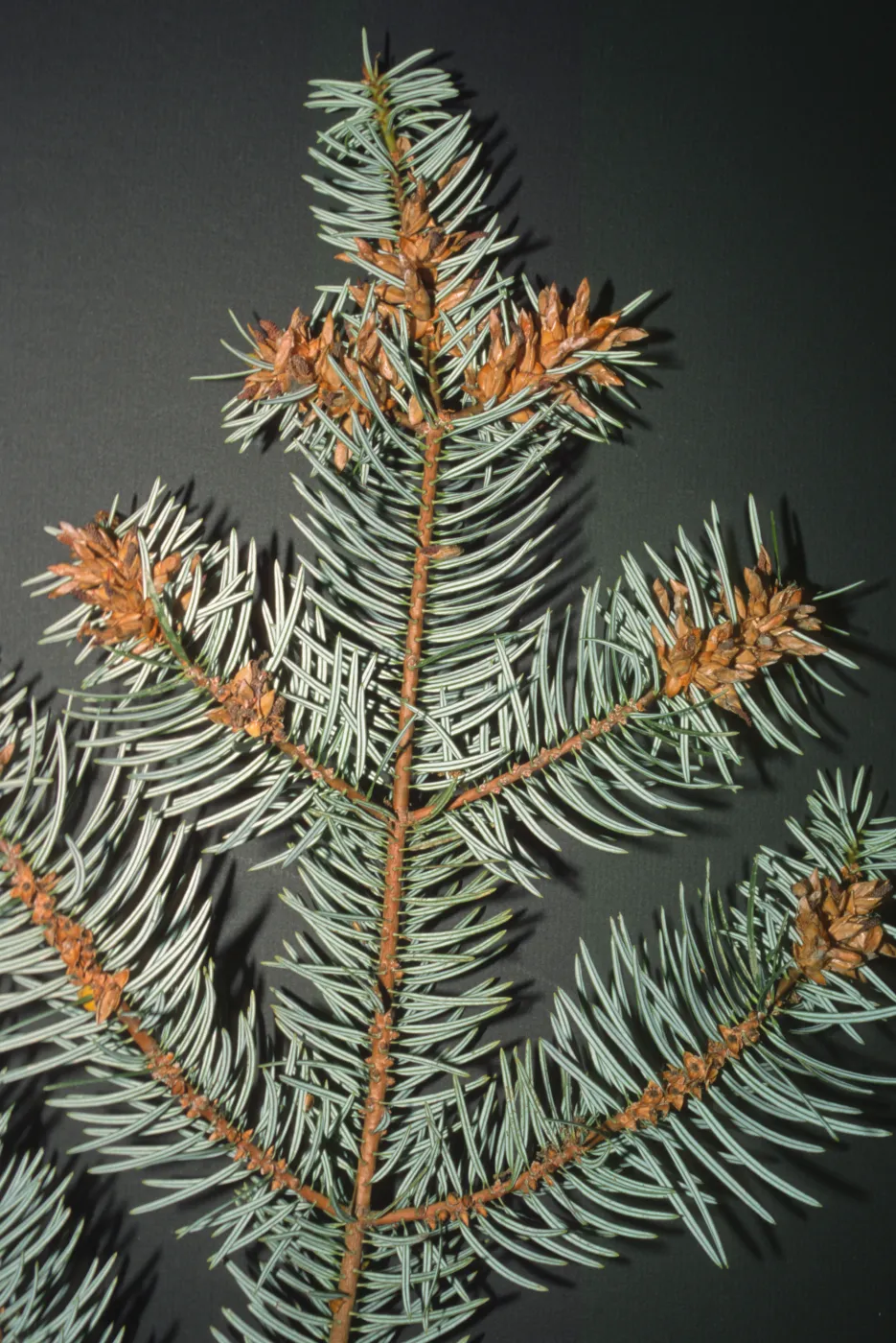 Abies bracteata, SBBG