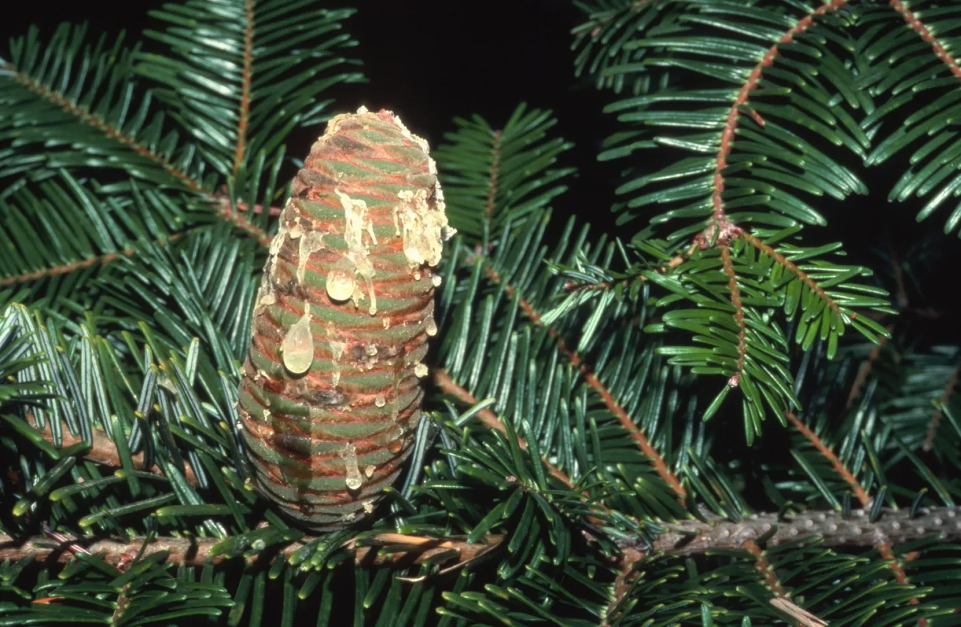 Abies grandis