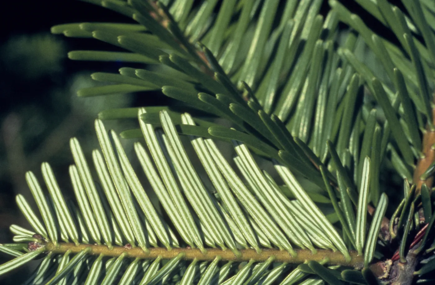 Abies grandis