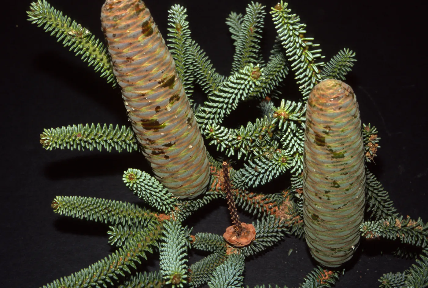 Abies pinsapo, Stow House