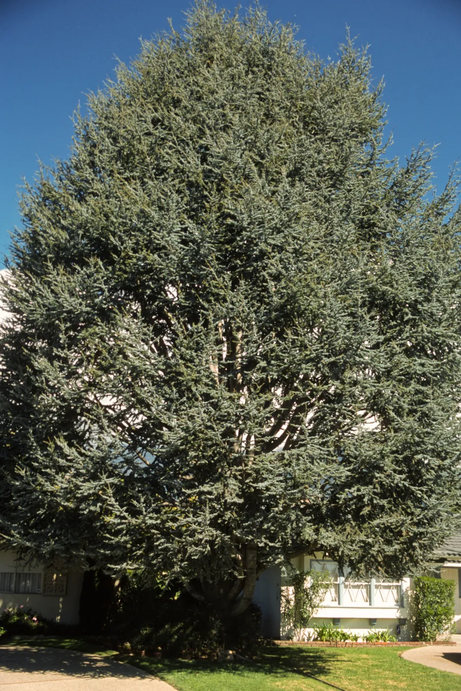 Cedrus atlantica