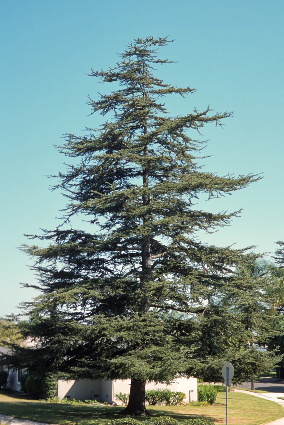 Cedrus deodara