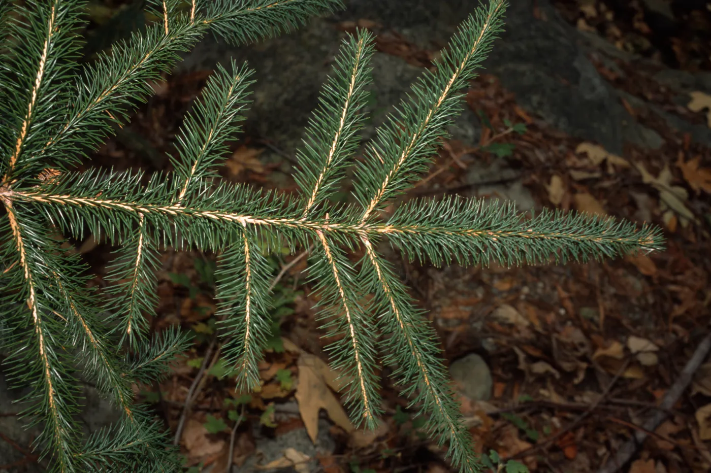 Picea sitchensis