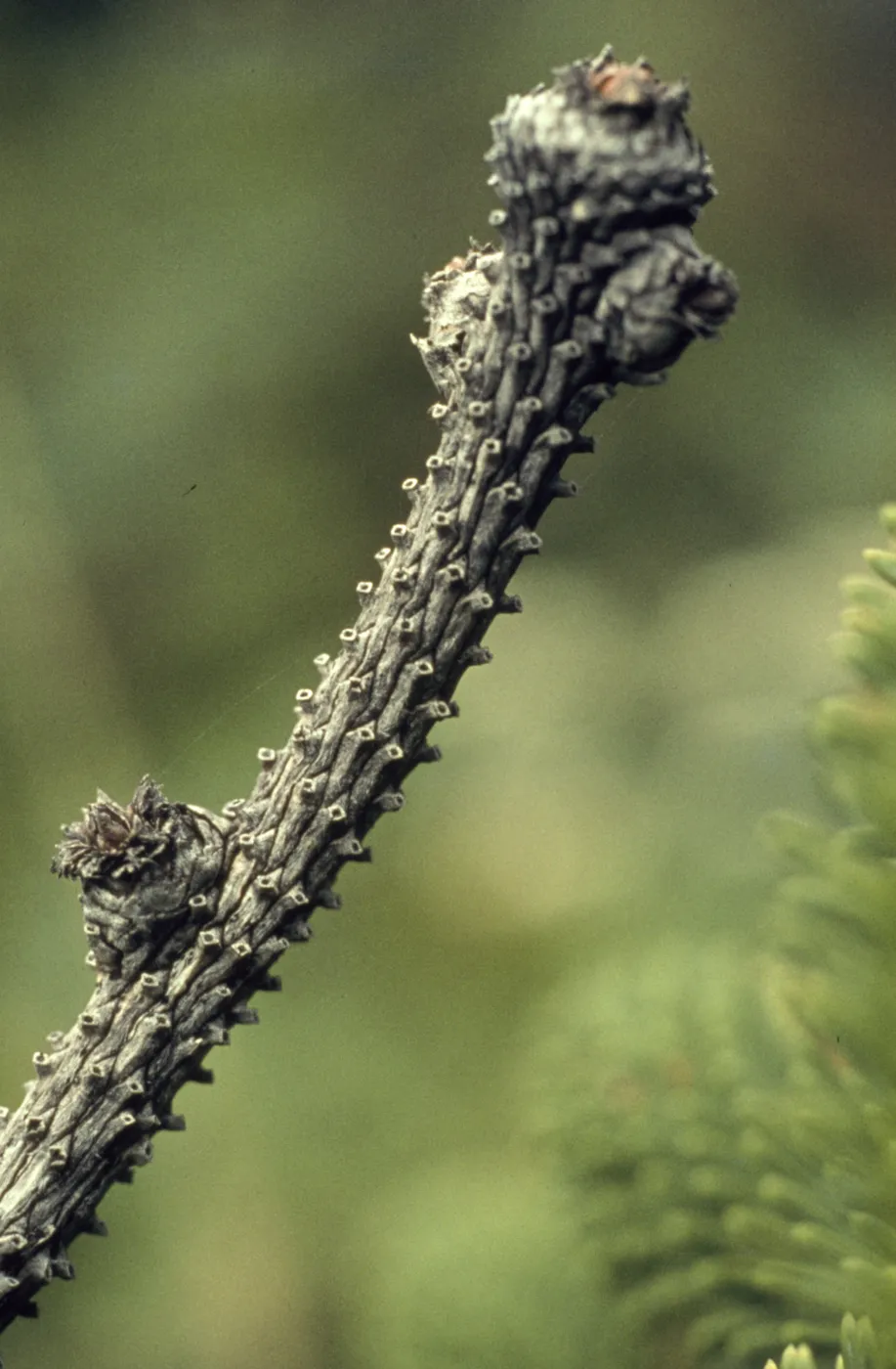 Picea sitchensis