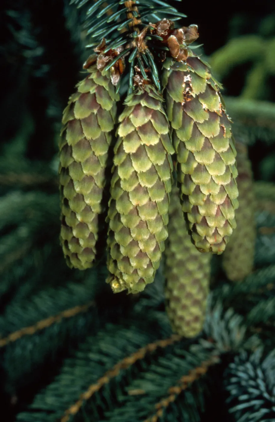 Picea sitchensis