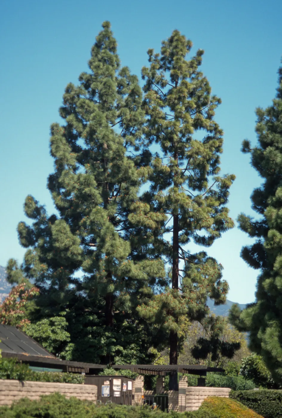 Pinus canariensis