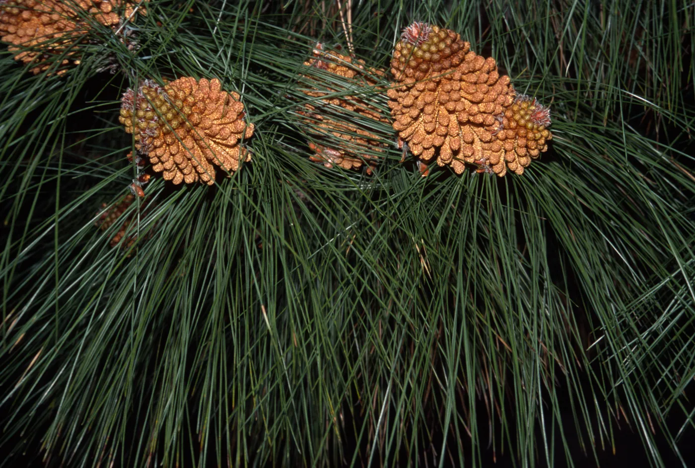 Pinus canariensis