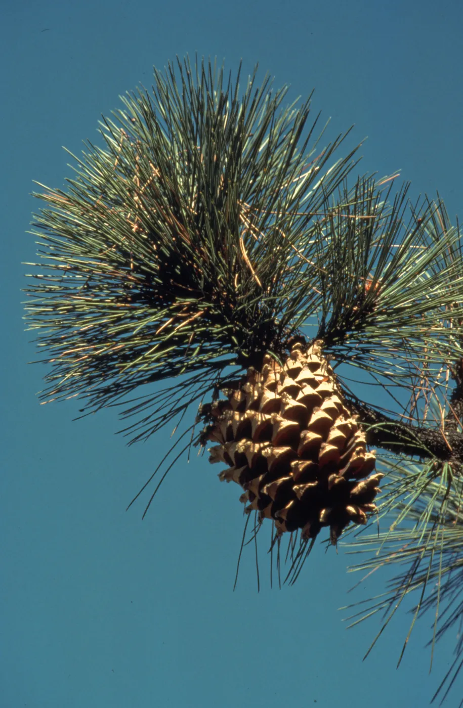 Pinus coulteri