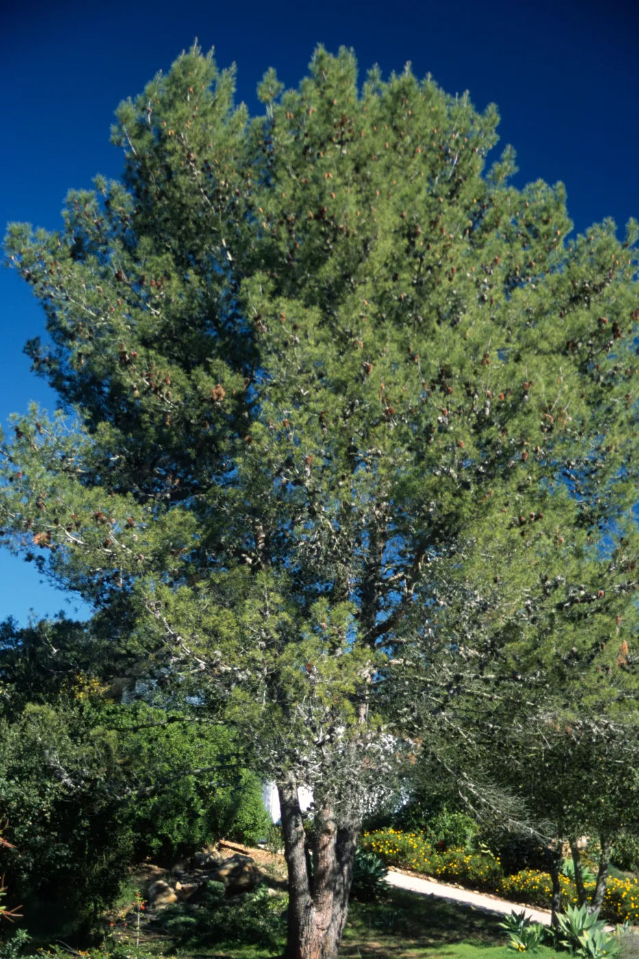 Pinus halepensis