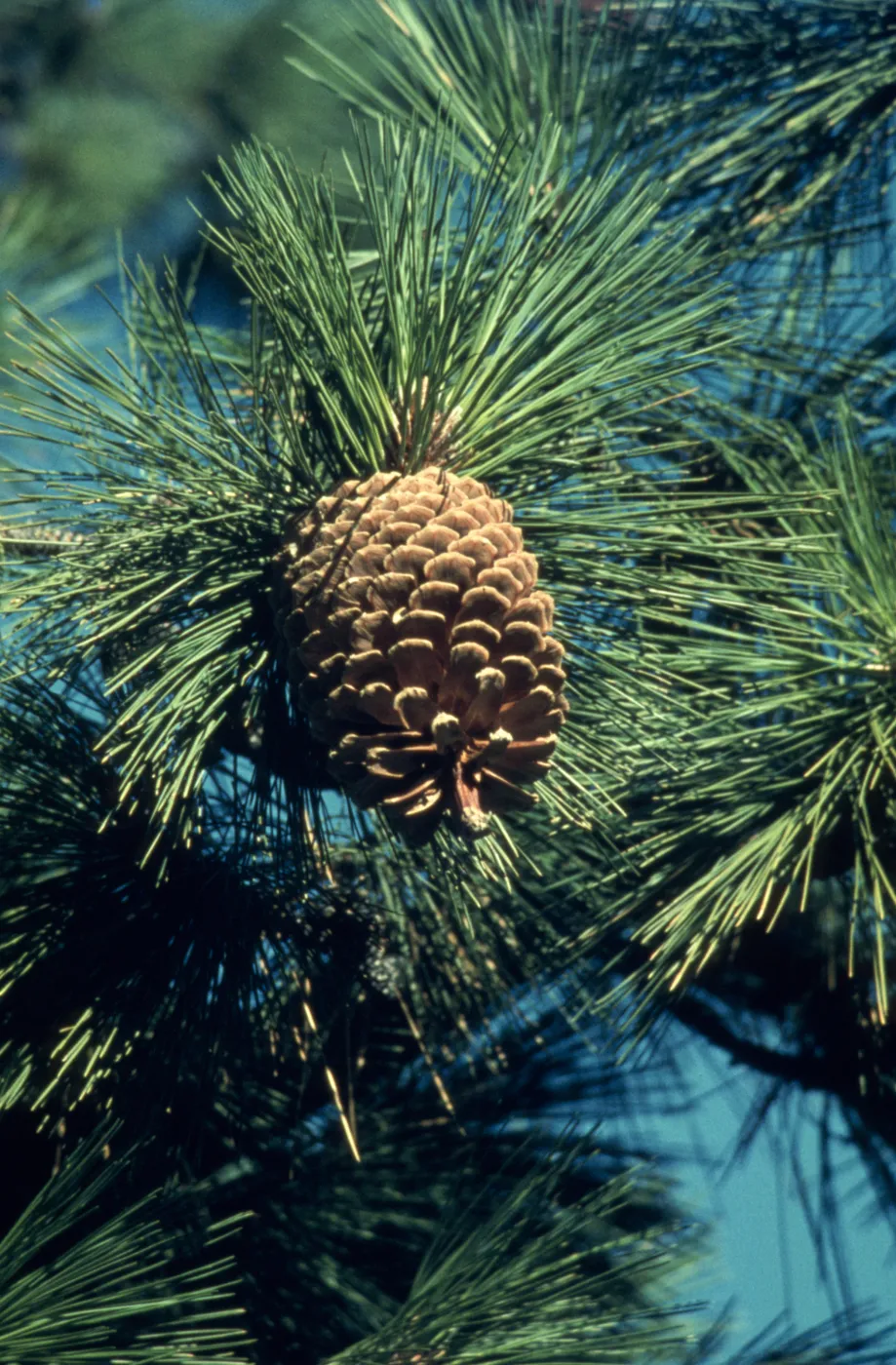 Pinus jeffreyi, Rock Creek