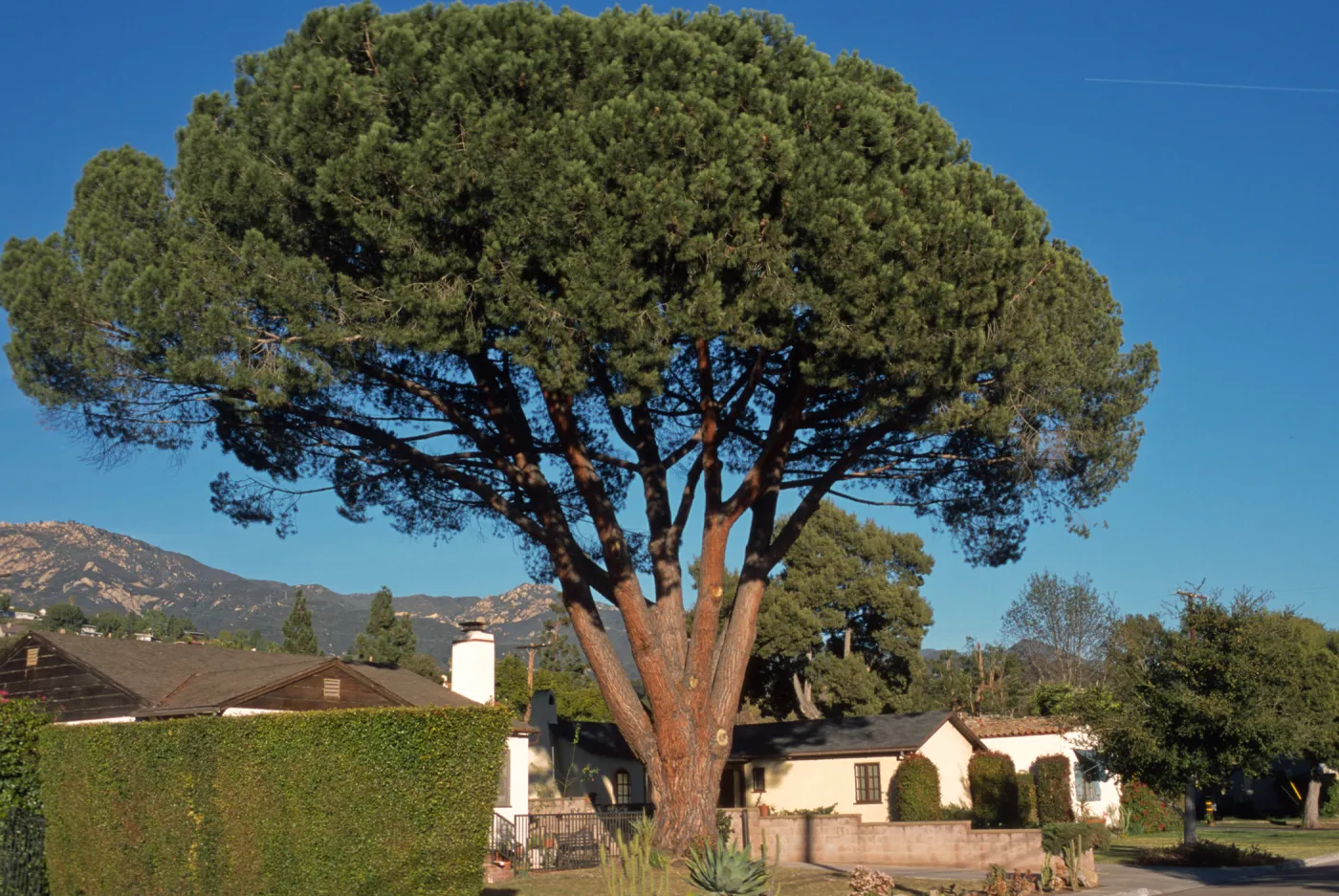 Pinus pinea