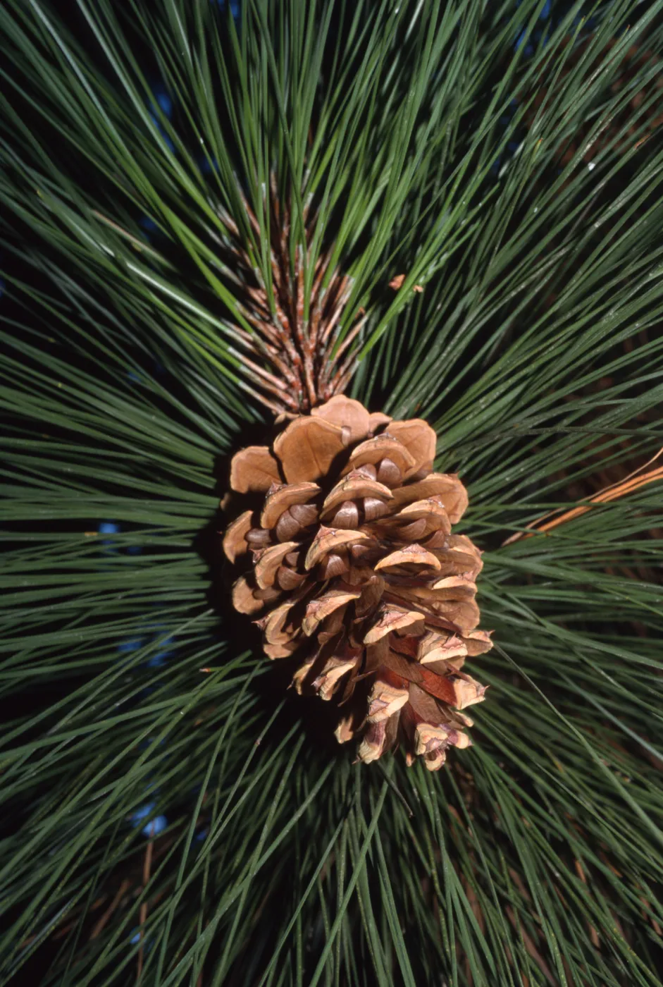 Pinus ponderosa