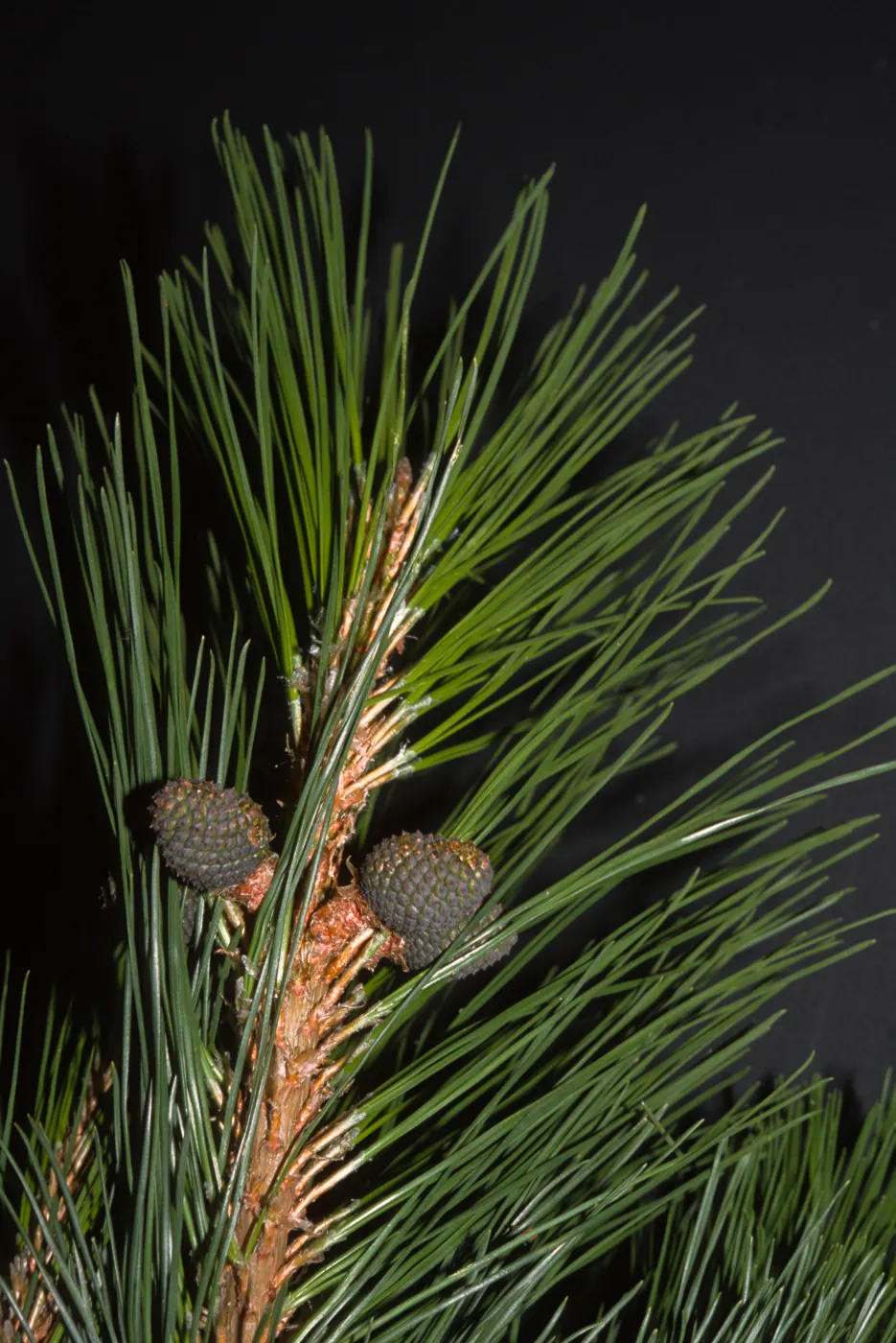 Pinus radiata