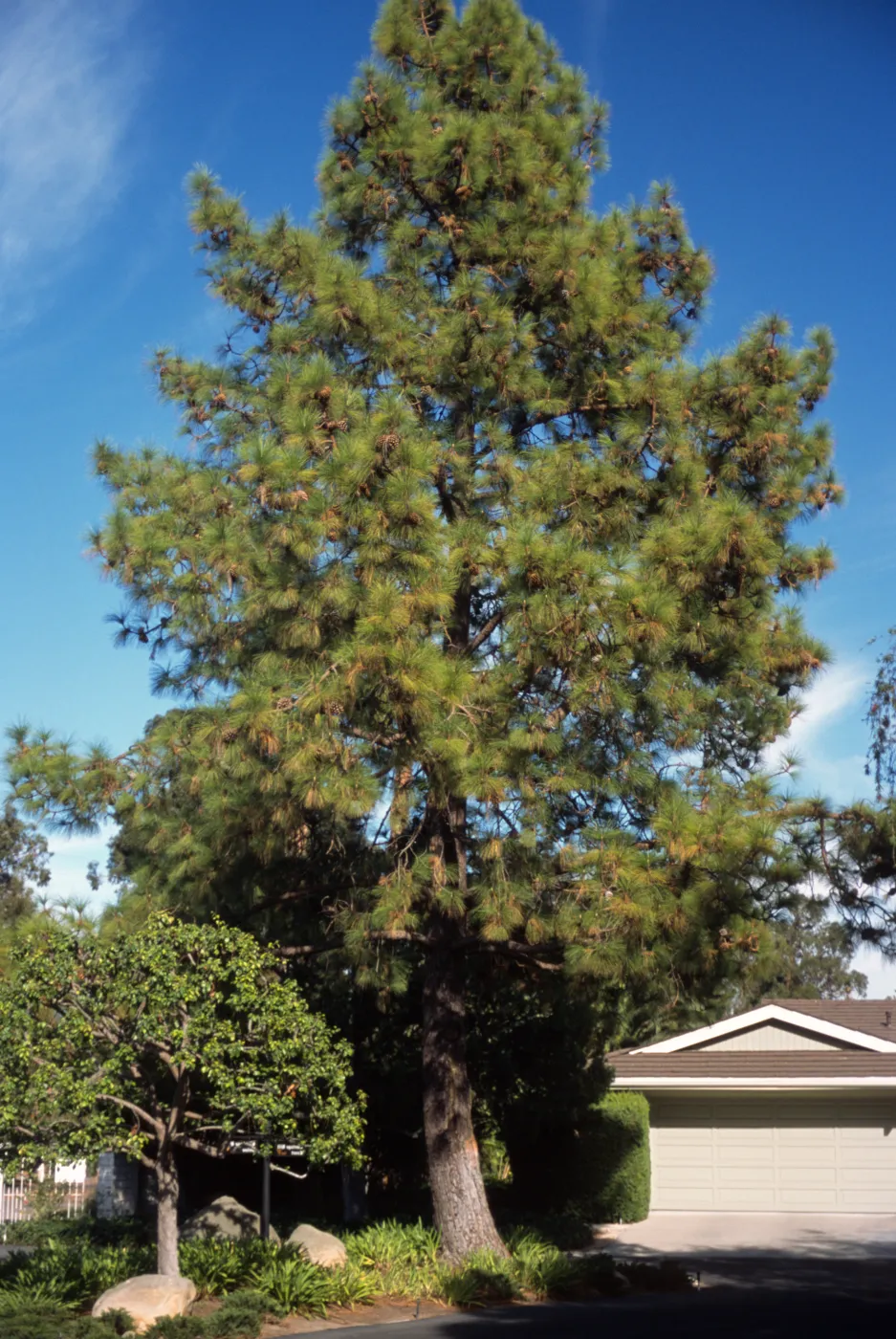 Pinus roxburghii
