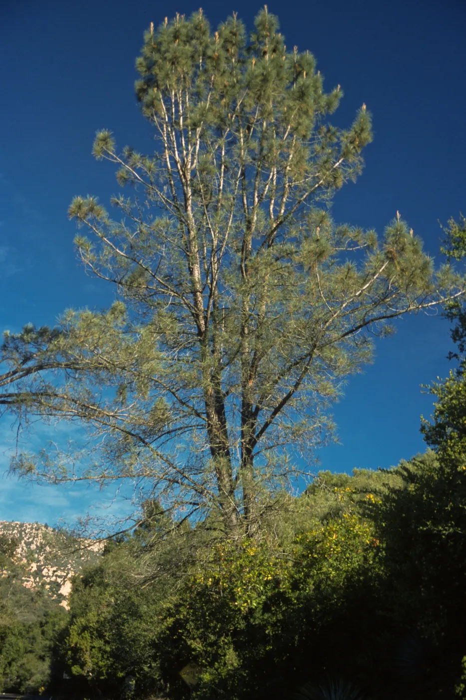 Pinus sabiana, SBBG