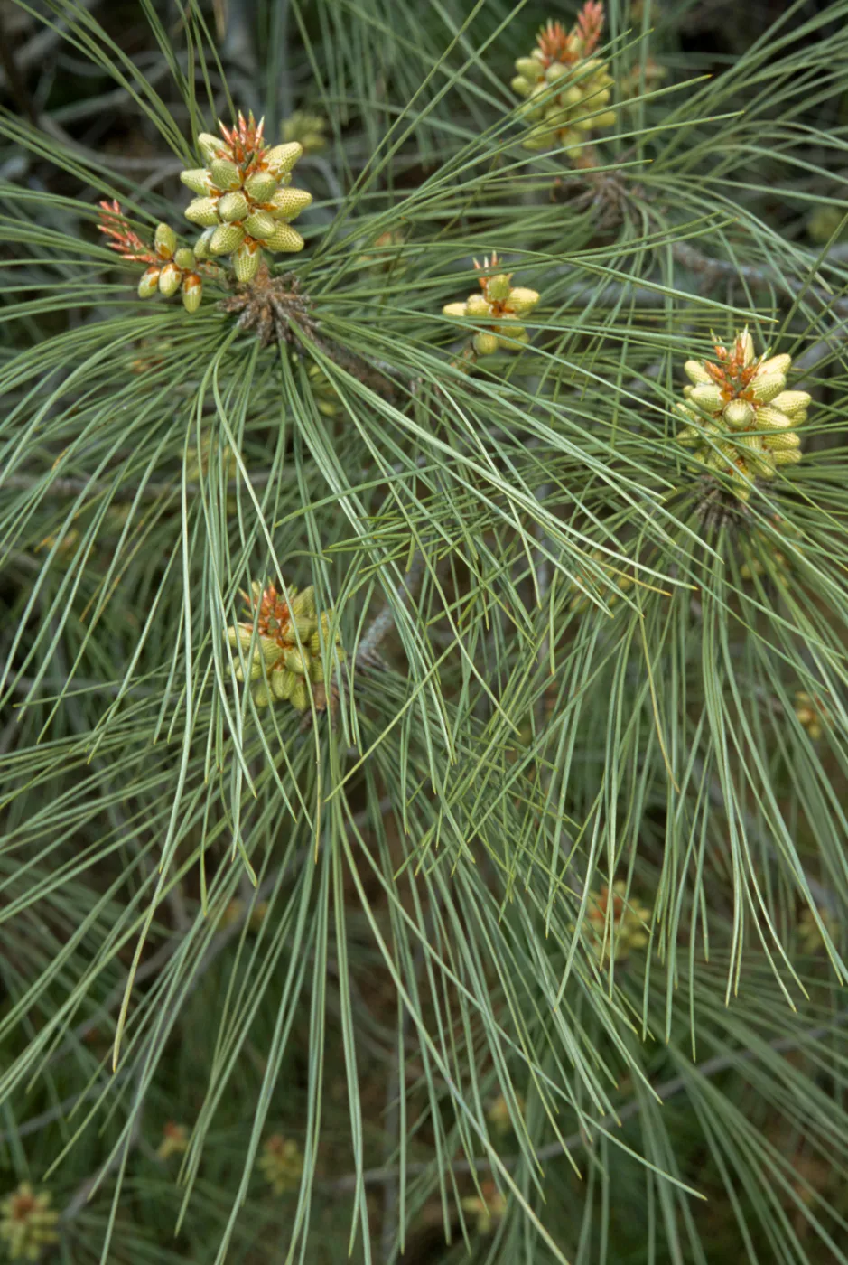 Pinus sabiana, SBBG