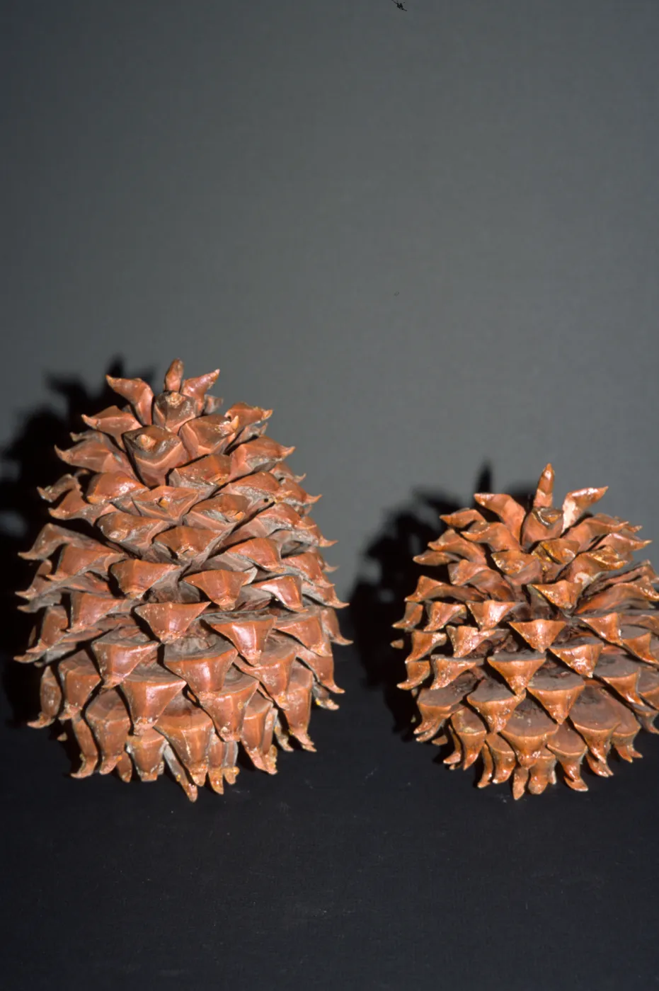 Pinus sabiniana, SBBG
