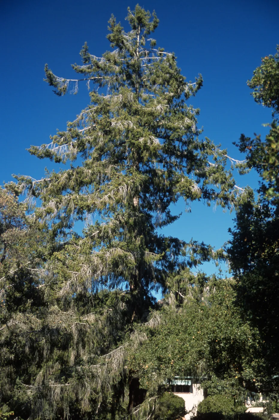 Pseudotsuga macrocarpa