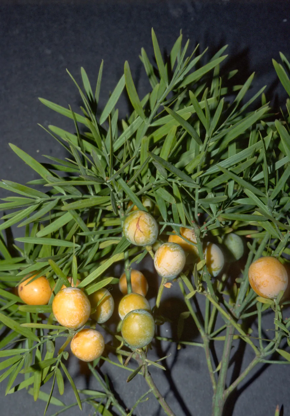 Afrocarpus gracilior