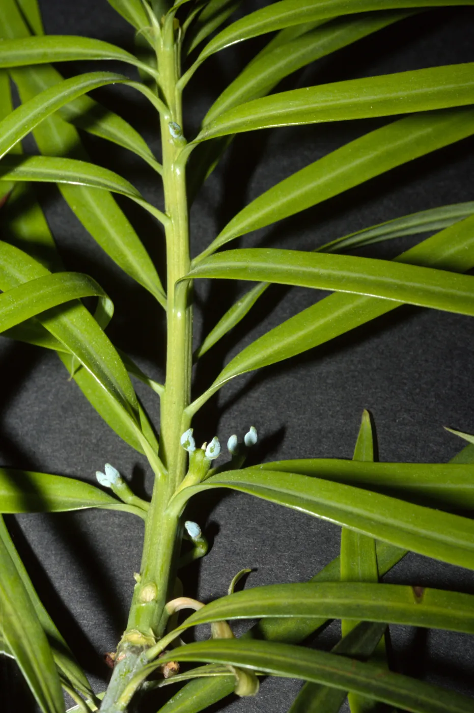 Podocarpus henkelii
