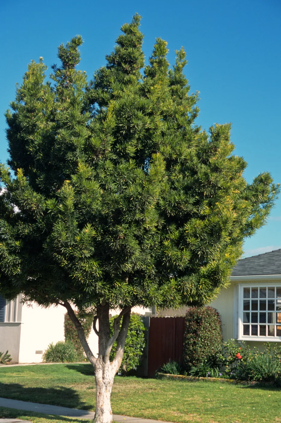 Podocarpus macrophyllus