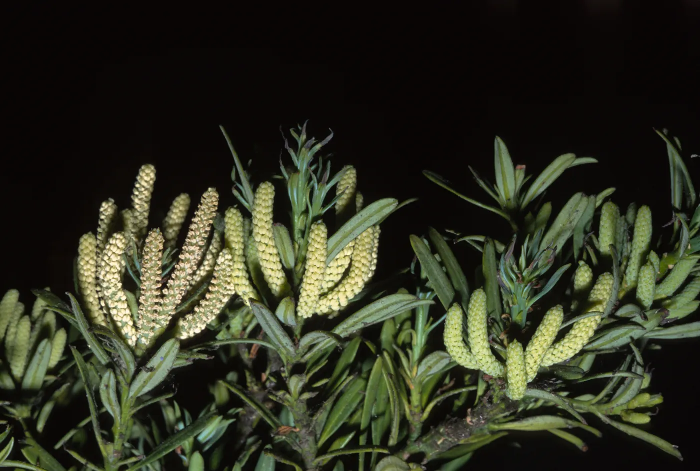 Podocarpus macrophyllus