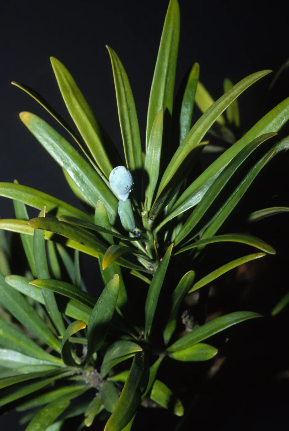 Podocarpus macrophyllus