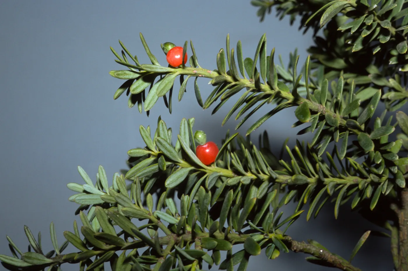 Podocarpus totara