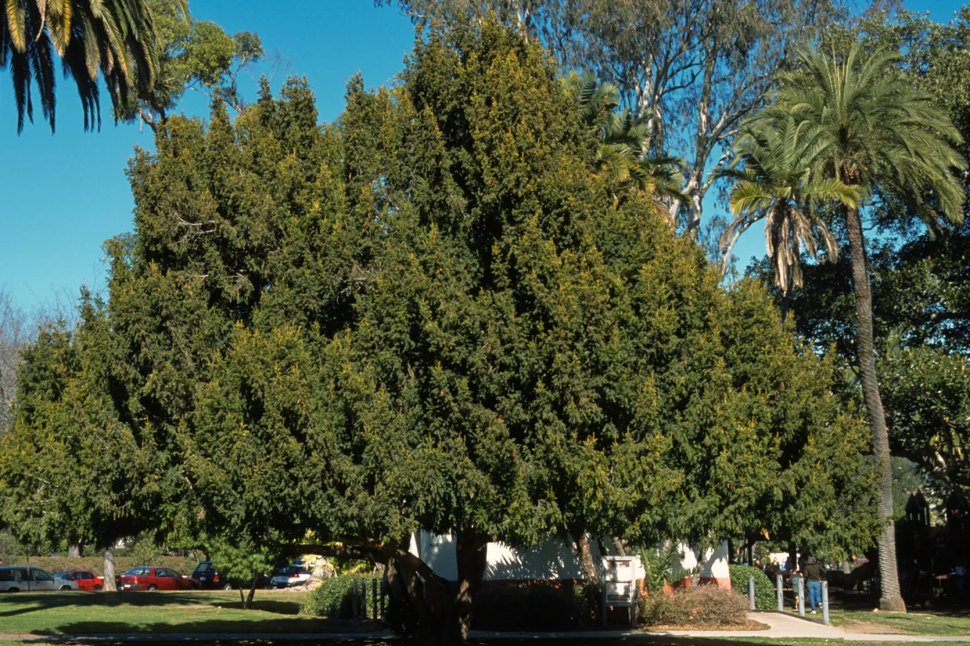 Taxus baccata