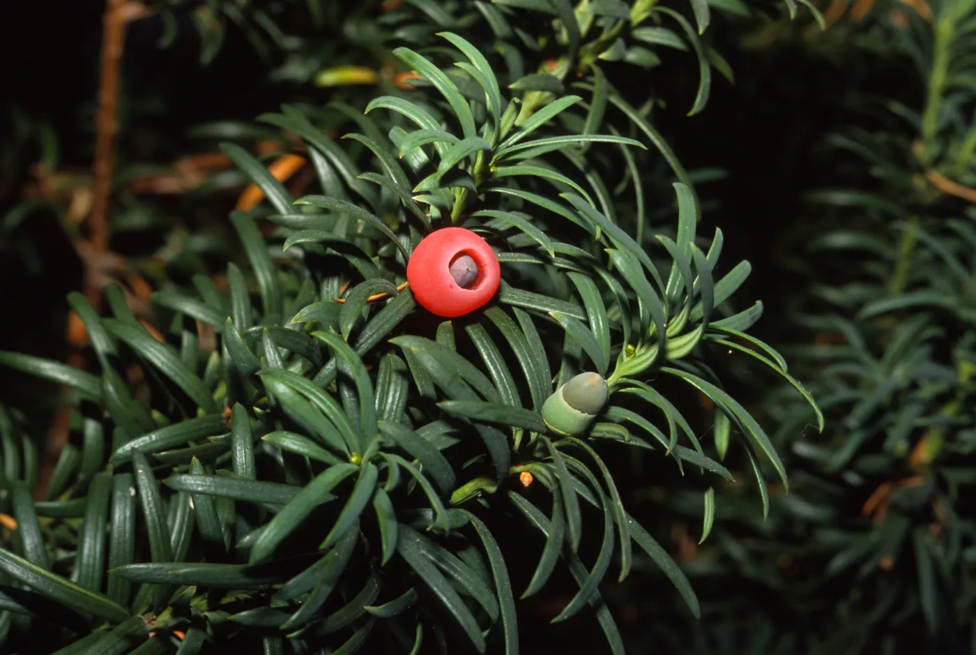 Taxus baccata 'Stricta'