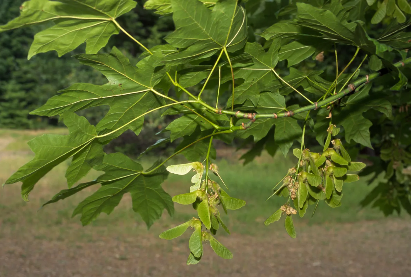 Acer macrophyllum