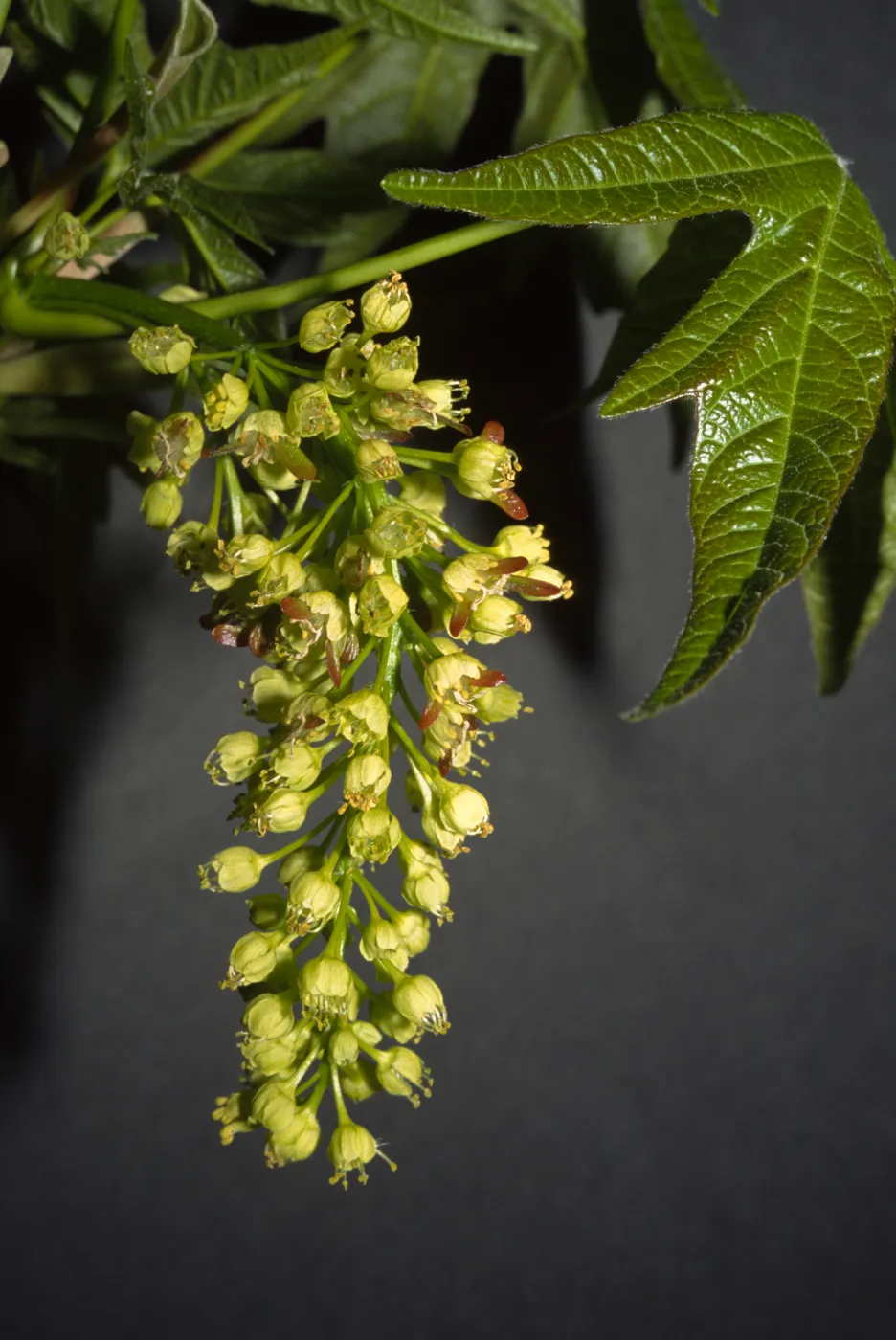 Acer macrophyllum