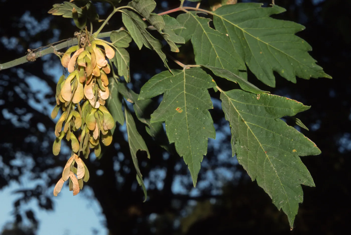 Acer negundo