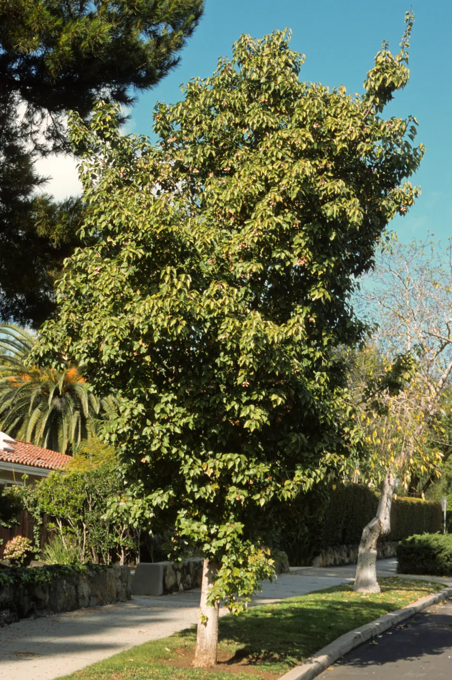 Acer oblongum