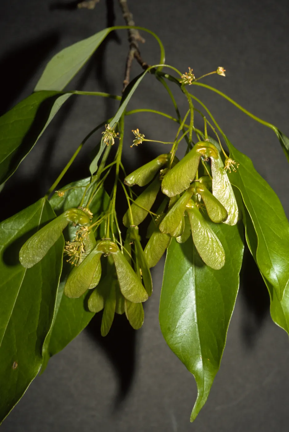 Acer oblongum