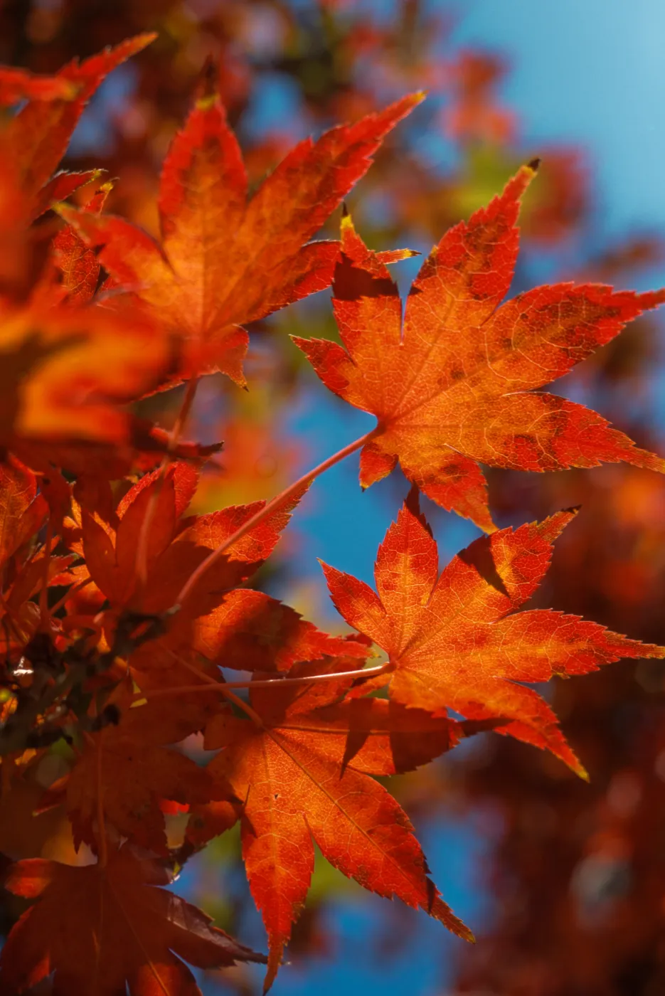 Acer palmatum